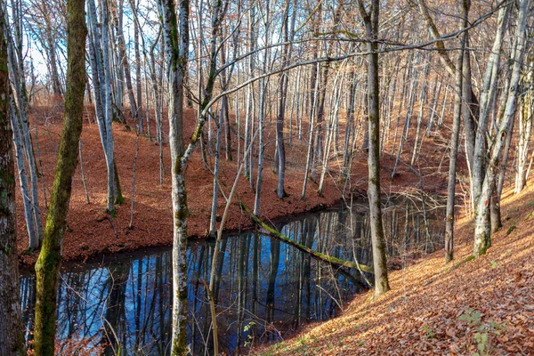 一条河 在秋天的森林里 在早晨 — 图库照片