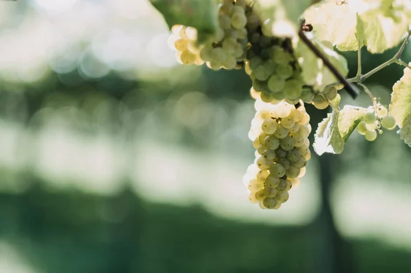 Shallow Focus Branches Grapes — Stockfoto