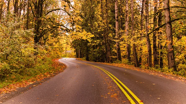 Empty Road Surrounded Forest Autumn Day — Fotografia de Stock