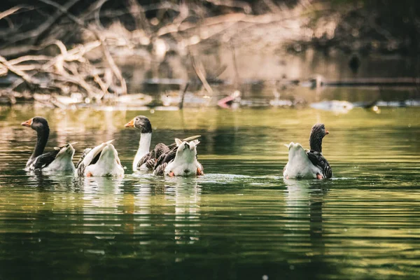 Uma Bela Vista Patos Flutuando Lago — Fotografia de Stock