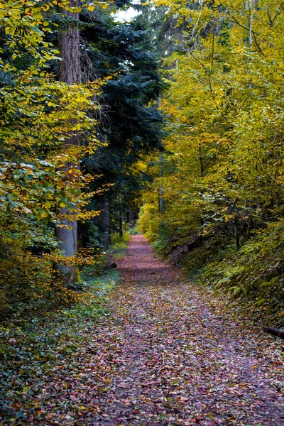 庭の緑の木々の間から秋の紅葉が美しい道路の景色 — ストック写真