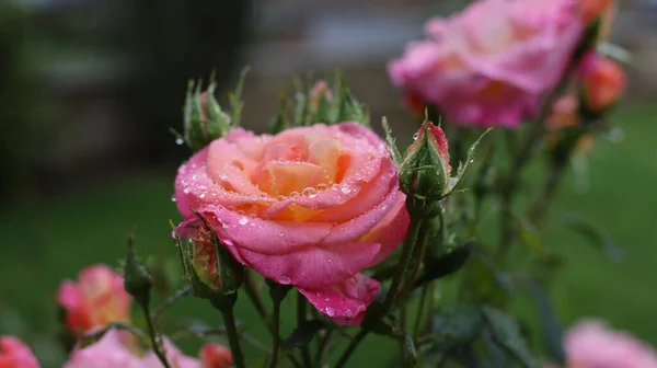 Gros Plan Une Rose Orange Rose Avec Des Gouttelettes Pluie — Photo