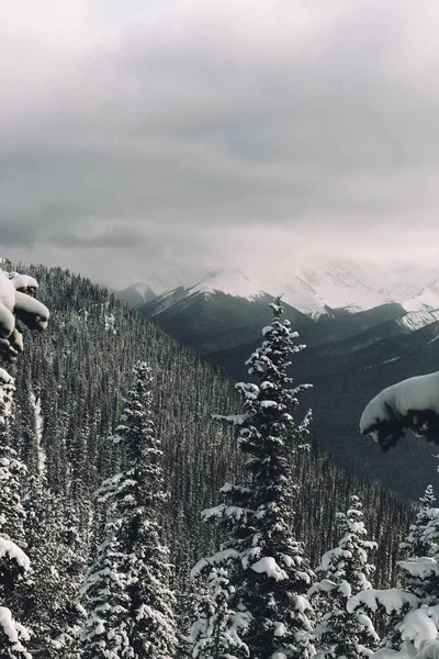 雪に覆われた丘の上の木々の美しい風景 — ストック写真