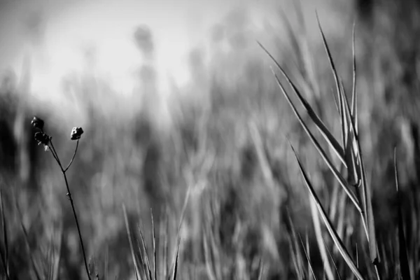 Airdrie Canada Nov 2021 Grayscale Close Seup Shot Wild Reeds — стоковое фото