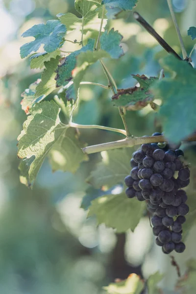 Foyer Peu Profond Une Branche Raisin Noir Avec Fond Bokeh — Photo