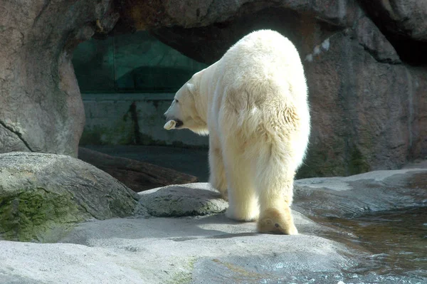 Bellissimo Scatto Orso Bianco Nel Suo Habitat — Foto Stock