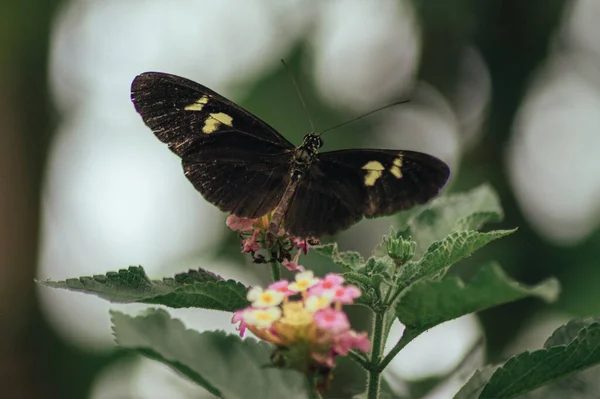 Beautiful Macro Shot Variegated Winged Moth Blurry Background — Foto Stock