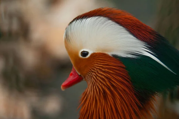 Bulanık Bir Arkaplanda Izole Edilmiş Şirin Renkli Bir Mandalina Ördeğinin — Stok fotoğraf