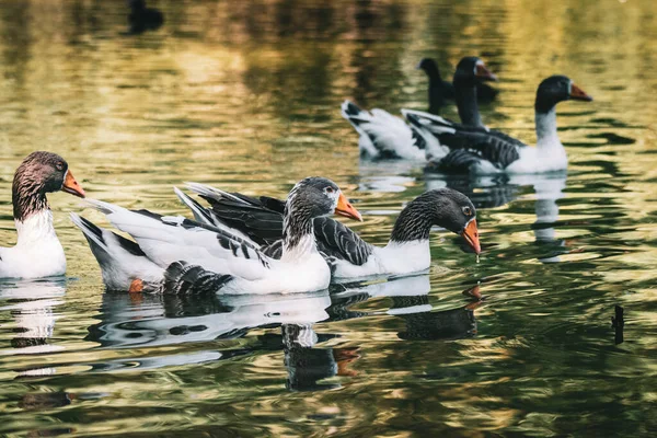 Uma Bela Vista Patos Flutuando Lago — Fotografia de Stock