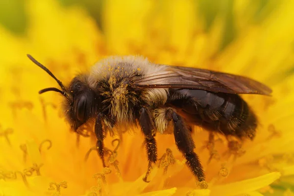 Közelkép Egy Szőrös Nőstény Grey Hátú Bányaméh Andrena Vaga Kortyolgatva — Stock Fotó