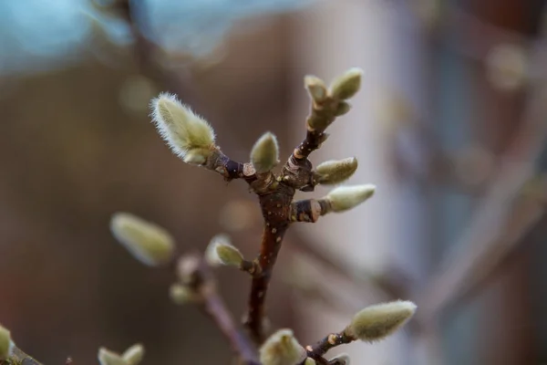 Primo Piano Catkins Ramo Gardo — Foto Stock