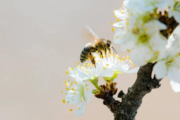 Closeup Shot Bee Blooming Tree Garden — Stockfoto
