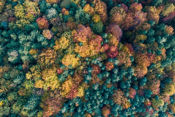 Μια Κορυφαία Άποψη Πλάνο Του Φθινοπώρου Καταπράσινο Δάσος — Φωτογραφία Αρχείου