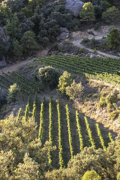 Een Prachtig Herfstlandschap Met Wijngaarden Catalonië Spanje — Stockfoto