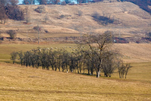 Line Bare Trees Bare Field — Fotografia de Stock