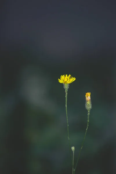 Plano Vertical Una Flor Campo Amarillo Sobre Fondo Borroso —  Fotos de Stock