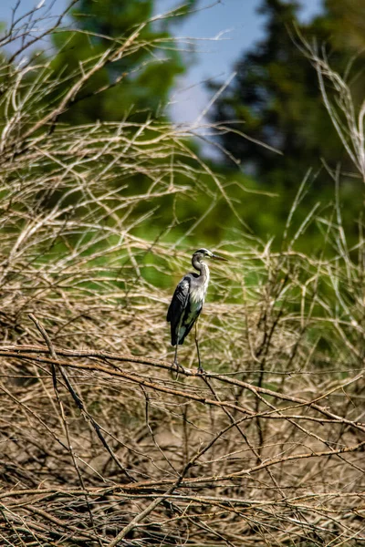 Grey Heron Standing Grass — Fotografia de Stock