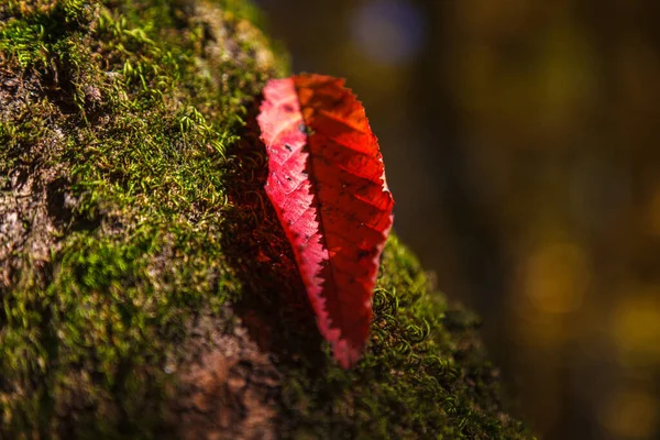 苔むした表面に赤い葉 — ストック写真