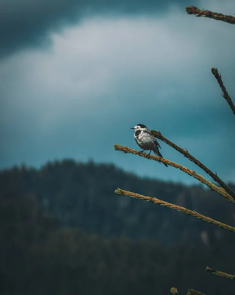 Arka Planda Bulutlu Gökyüzü Olan Ağacın Dalındaki Küçük Bir Kuşun — Stok fotoğraf