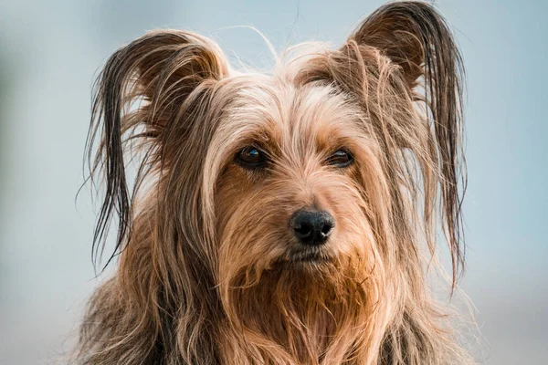 Närbild Söt Hund — Stockfoto