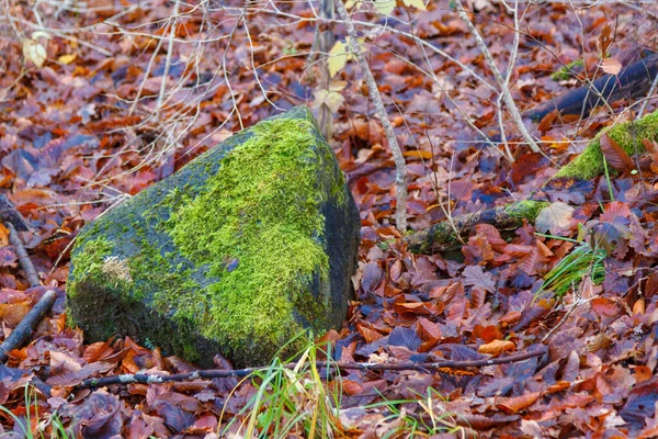Mossy Stone Ground Fallen Autumn Leaves — Fotografia de Stock
