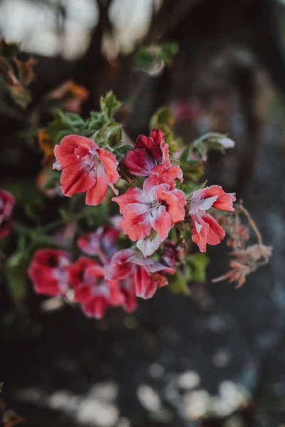 Foyer Peu Profond Pelargonium Rouge — Photo