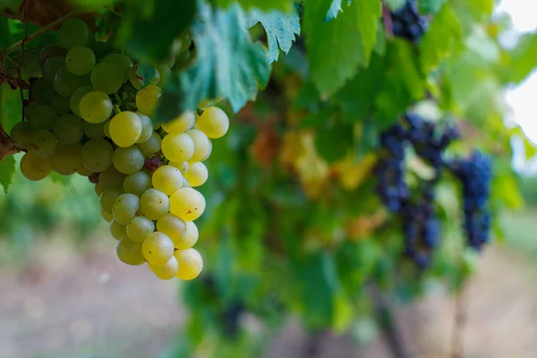 Primer Plano Uvas Una Vid —  Fotos de Stock