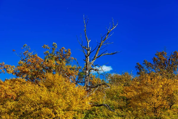 Пейзаж Красочных Деревьев Осеннем Парке — стоковое фото