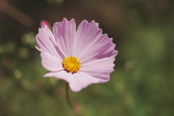 Closeup Shot Beautiful Garden Cosmos Flower Garden — Stockfoto