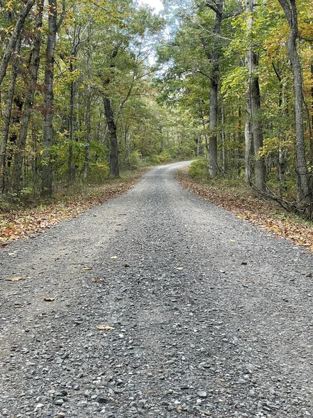 Plan Vertical Sentier Dans Parc — Photo