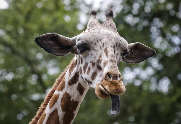 Closeup Shot Giraffe Tongue Out Bokeh Background — Fotografia de Stock