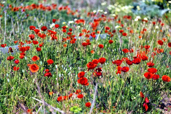Las Flores Rojas Amapola Que Crecen Campo Sobre Fondo Borroso — Foto de Stock