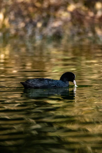 Beautiful View Duck Floating Lake — Stock Photo, Image