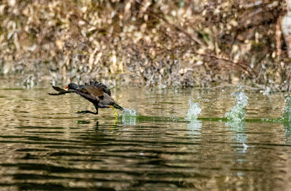 Ein Schöner Blick Auf Eine Ente Die See Schwimmt — Stockfoto