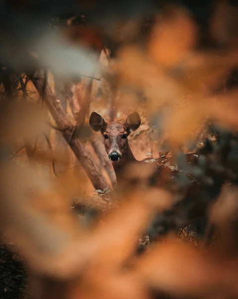 Tiro Tirar Fôlego Veado Olhando Diretamente Para Câmera Uma Floresta — Fotografia de Stock