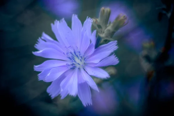 Селективный Снимок Цветка Цикория — стоковое фото