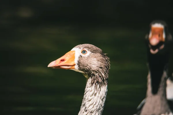 Een Close Shot Van Een Eend Drijvend Het Meer — Stockfoto