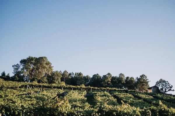 Een Prachtig Uitzicht Een Wijngaard — Stockfoto