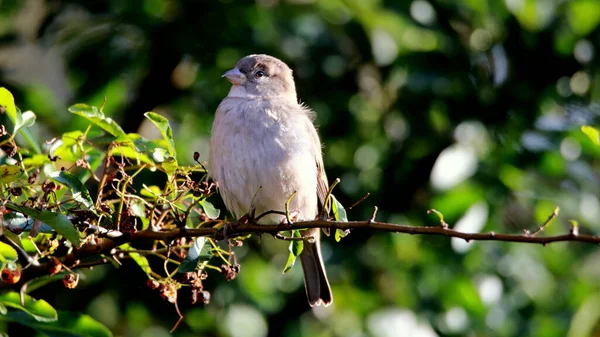 Een Close Opname Van Een Klein Huis Sparrow Neergestreken Een — Stockfoto