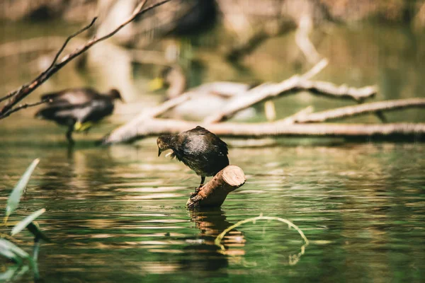 Czarny Ptak Stojący Gałęzi Jeziorze — Zdjęcie stockowe