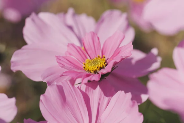 Eine Nahaufnahme Von Schönen Garten Kosmos Blumen Einem Garten — Stockfoto