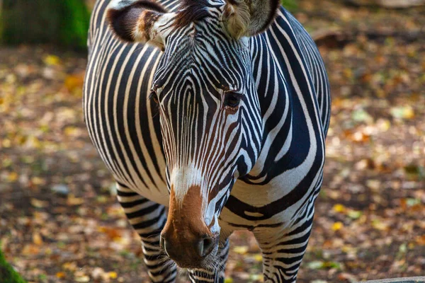 Seletivo Uma Zebra Zoológico — Fotografia de Stock