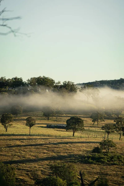Ένα Κάθετο Πλάνο Ενός Αγρού Δέντρα Μια Στενή Επιφάνεια Ομίχλης — Φωτογραφία Αρχείου