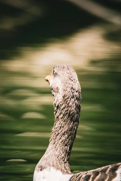 Closeup Shot Duck Floating Lake — 图库照片