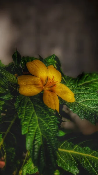Plano Vertical Ramgoat Dashalong Flor Amarilla Con Hojas Verdes Sobre — Foto de Stock