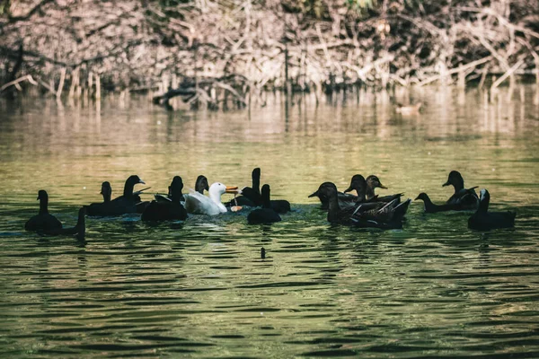 湖中飘扬的鸭的美丽景色 — 图库照片