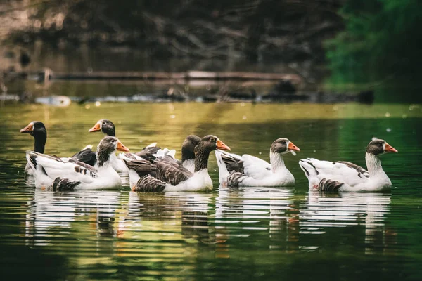 Krásný Výhled Kachny Plovoucí Jezeře — Stock fotografie