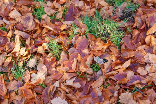 Closeup Dry Leaves Covering Green Grass — Foto Stock