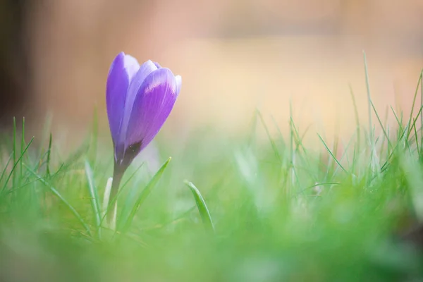 庭の美しい花のクローズアップショット — ストック写真