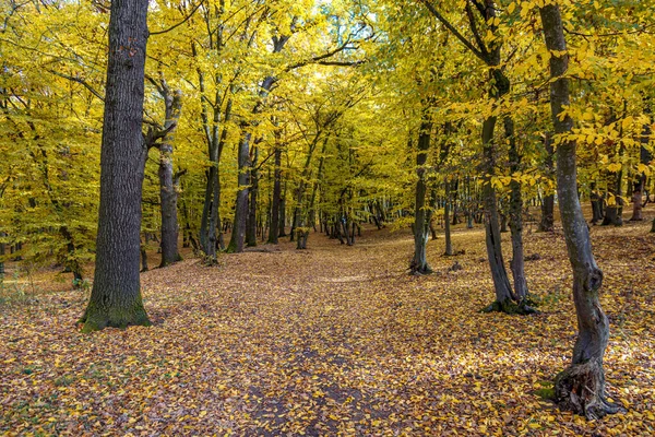 Uma Trilha Parque Outono Com Árvores Altas — Fotografia de Stock